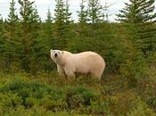 polar come huevos ganso Ártico cálido (vídeo)