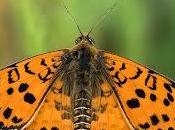 Melitaea didyma (Esper, 1778) Doncella tímida, anverso macho