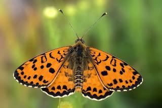 Para ampliar Melitaea didyma (Esper, 1778) Doncella tímida, anverso macho hacer clic