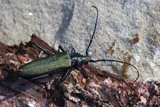 Aromia moschata (Linnaeus, 1758) Escarabajo del almizcle