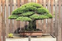 El pino de Yamaki, 400 años de bonsai antinuclear