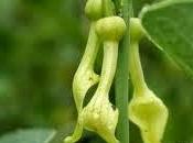Clematitide