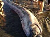 ¿Las 'Serpientes marinas' presagio?