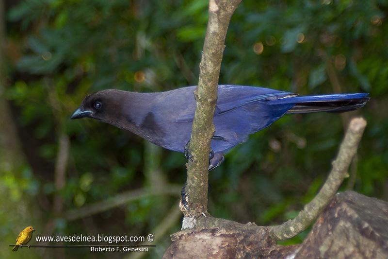 Urraca morada (Purplish jay) Cyanocorax cyanomelas