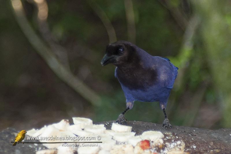 Urraca morada (Purplish jay) Cyanocorax cyanomelas