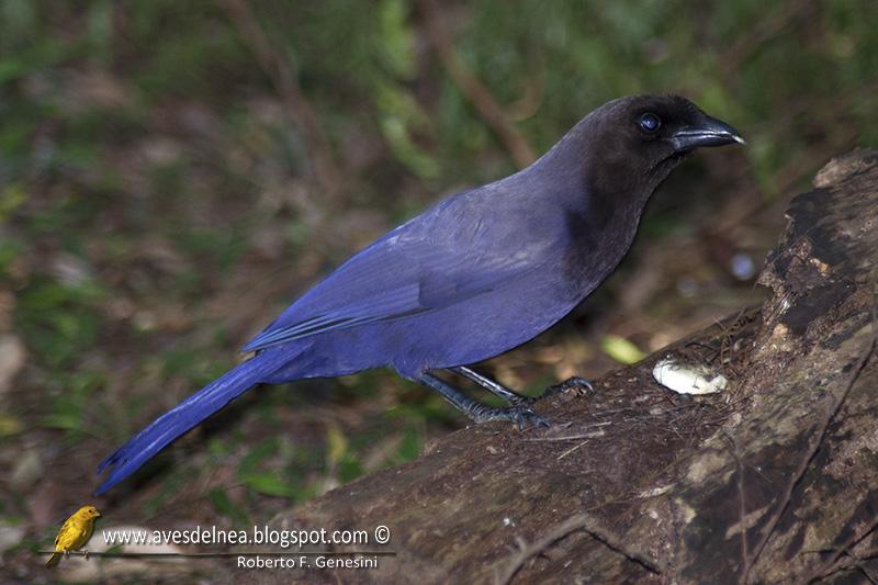 Urraca morada (Purplish jay) Cyanocorax cyanomelas