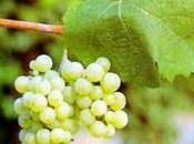 Riesling