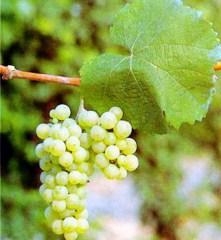 Riesling uva