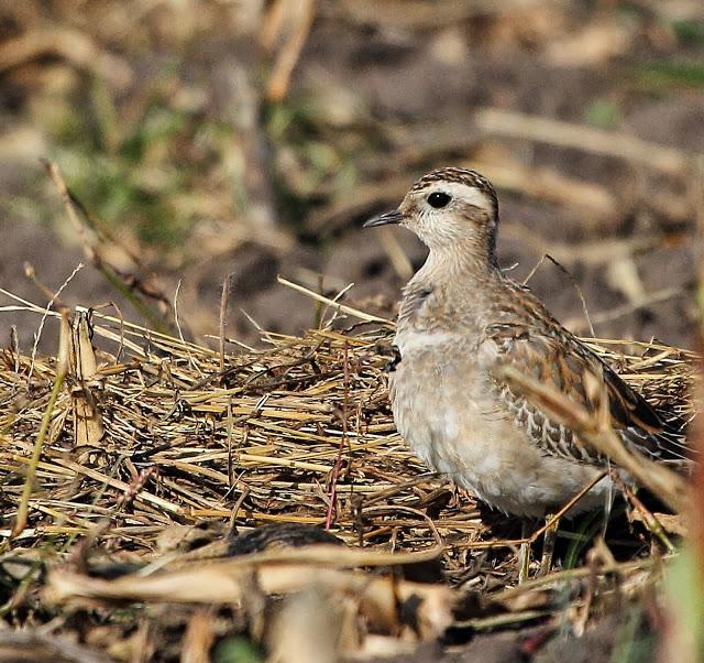 CHORLITO CARAMBOLO EN QUINTRES