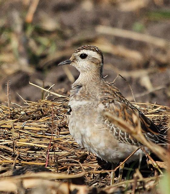 CHORLITO CARAMBOLO EN QUINTRES