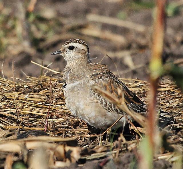 CHORLITO CARAMBOLO EN QUINTRES
