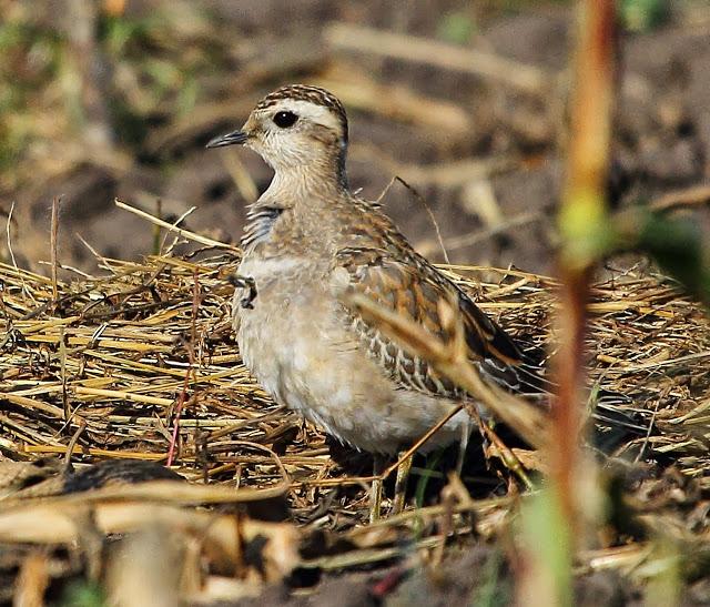 CHORLITO CARAMBOLO EN QUINTRES