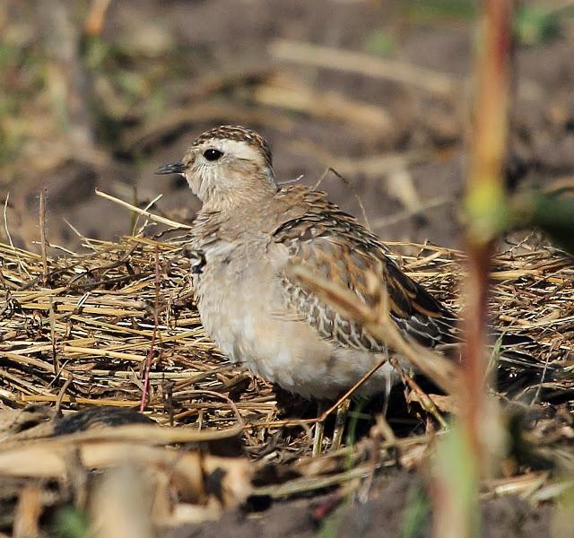 CHORLITO CARAMBOLO EN QUINTRES