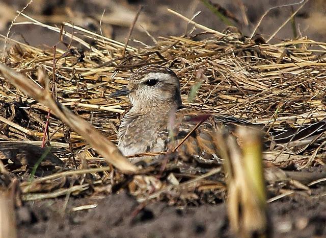 CHORLITO CARAMBOLO EN QUINTRES