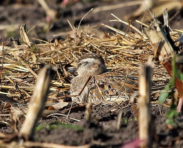 CHORLITO CARAMBOLO EN QUINTRES
