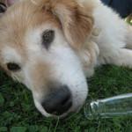 Cómo provocar el vómito en tu perro