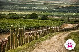 Cómo perciben al vino argentino en los principales mercados del mundo?