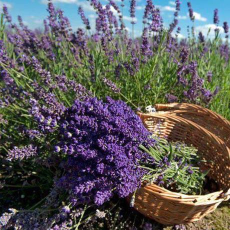 ¿Cuál es tu olor favorito?