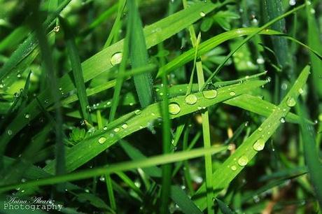 ¿Cuál es tu olor favorito?