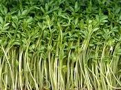 Atrapapalabras: Mastuerzo