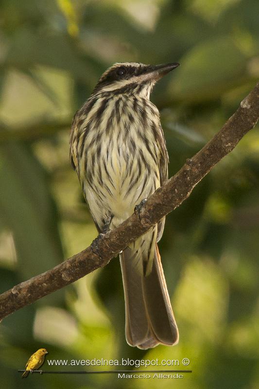 Benteveo rayado (Streaked Flycatcher) Myiodynastes maculatus,