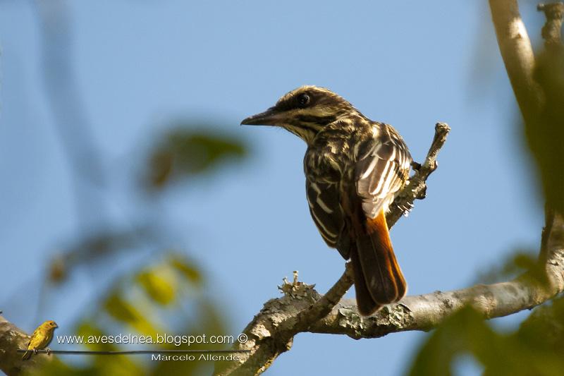 Benteveo rayado (Streaked Flycatcher) Myiodynastes maculatus,