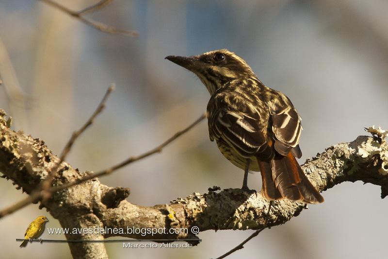 Benteveo rayado (Streaked Flycatcher) Myiodynastes maculatus,