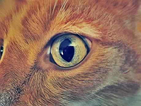 Blog hop! Macro del dia ... Gatos