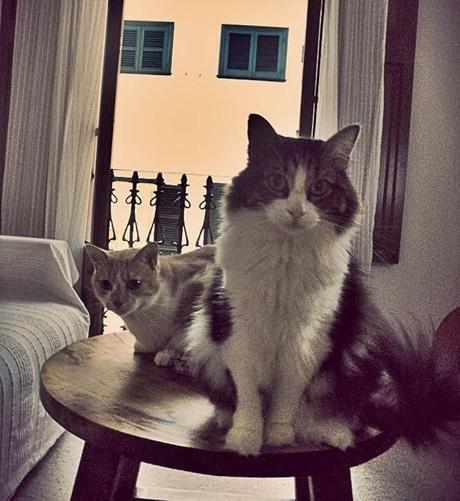 Blog hop! Macro del dia ... Gatos