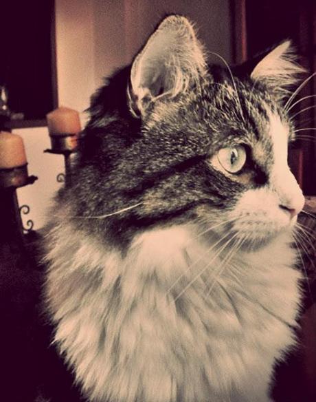 Blog hop! Macro del dia ... Gatos