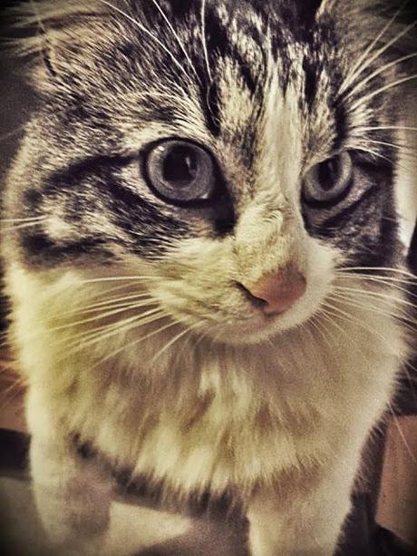 Blog hop! Macro del dia ... Gatos