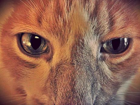 Blog hop! Macro del dia ... Gatos