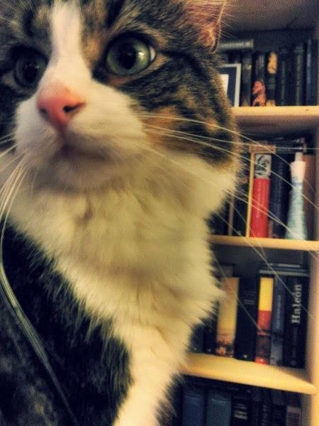 Blog hop! Macro del dia ... Gatos