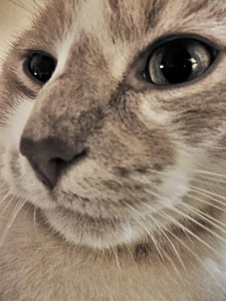 Blog hop! Macro del dia ... Gatos