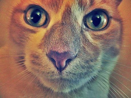 Blog hop! Macro del dia ... Gatos