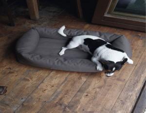 Could 7: la colección que hará feliz a tu perro