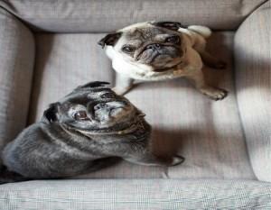 Could 7: la colección que hará feliz a tu perro