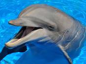 Delfines inspiran dispositivo rescate radar