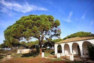 Así piensan celebrar el Año de Platero