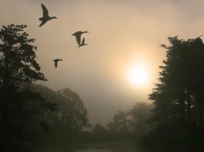 El Encantador de Fauna: Primeras avanzadillas de patos