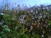 Dime presumes... Gotas