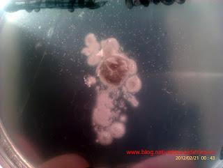 Cultivo de hongo Trichoderma harzianum: experimento