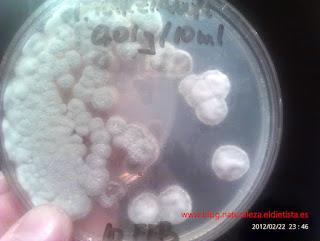 Cultivo de hongo Trichoderma harzianum: experimento