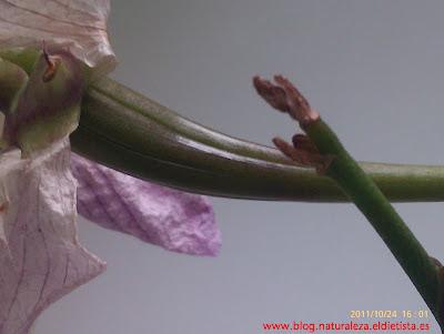 Orquídea Phalaenopsis: de flor a semilla