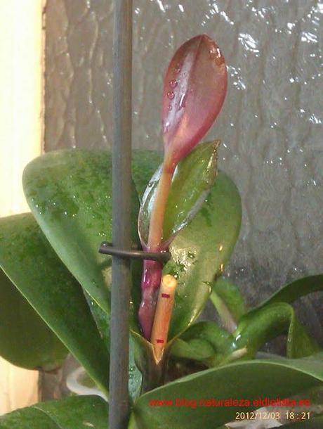Super Phalaenopsis