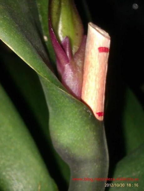 Super Phalaenopsis