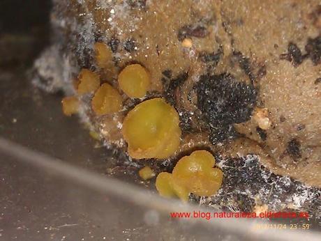 Esquejes de hiedra con hongos y bacterias: Experimento