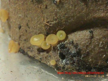 Esquejes de hiedra con hongos y bacterias: Experimento