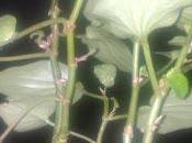 Trichoderma Begonia: experimento
