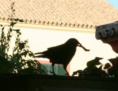 Halloween. La grajilla.